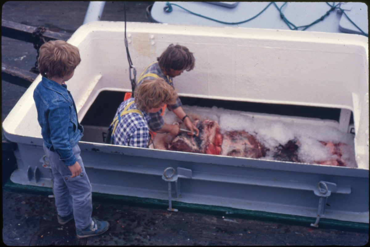 Lossing av hvalkjøtt fra fiskebåten "Haabrand" til hvalkjøttmottaket i Kopervik. En gutt følger med på arbeidet.