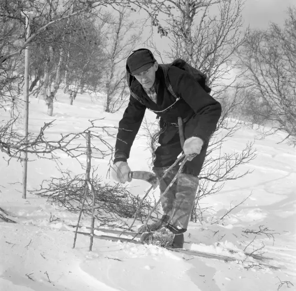 Anton Edvard Doseth (1892–1976) frå Søristugu Doset på Lesjaverk. Edvard, som han oftast kalla seg, flytte til Åndalsnes, dreiv med fiskematproduksjon og som snikkar. Her er han i gang med snarefangst etter rype. Foto frå 1968. Fotograf er Tore Fossum (1926–2017). Tore arbeidde ein mannsalder på Norsk Skogsbruksmuseum på Elverum (i dag Norsk skogmuseum).