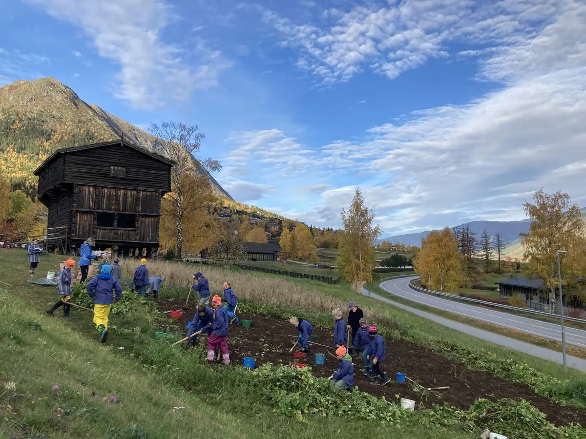 Potetplukking i Lom