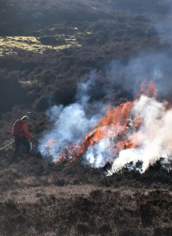 Mann står bøyd over røyk og flammer. Brenner lyng