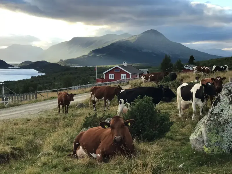 Kyr, seter og fjell-landskap