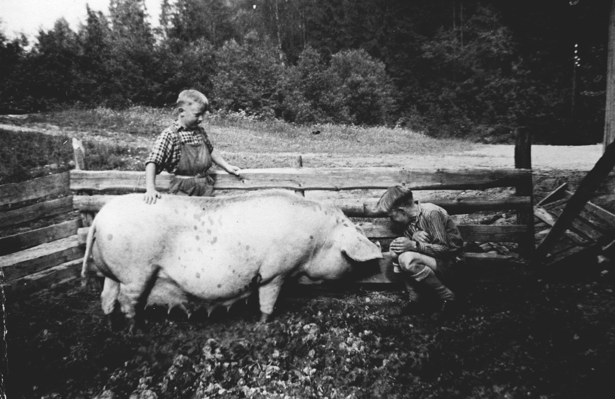 John Kristensen og Arild Kristensen i grisebingen med purka