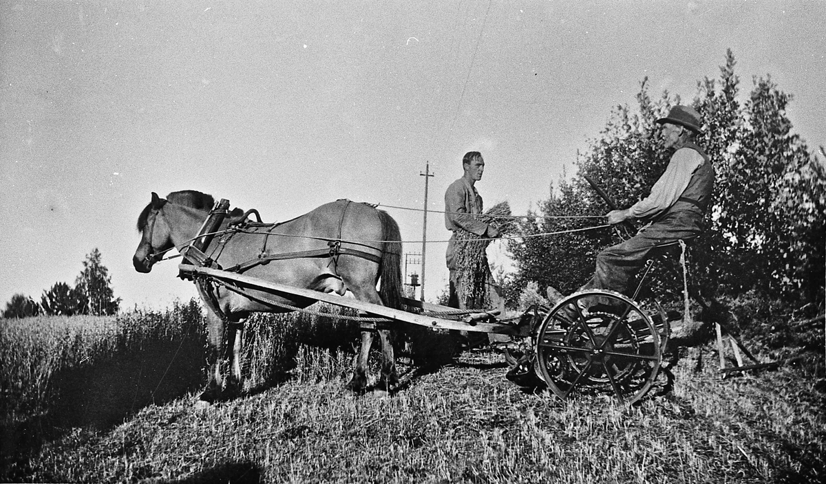 Høyonn med hest og slåmaskin, Hagan på Dal.
Paul og Ole O Ladderud på bildet.