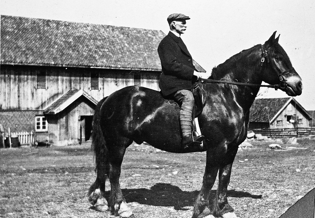 Mann til hest. 1920-30. 
Hingsten hette Buar og tilhørte Albert Hveem. Bildet er tatt på Slagsvoll, Toten.