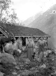 Geitfjøset på Geitreiten, Hoem, Eikesdalsvatnet.