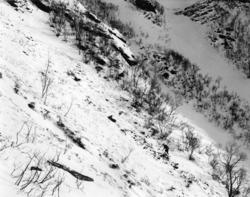 Saueberging i Vistdal februar 1966.