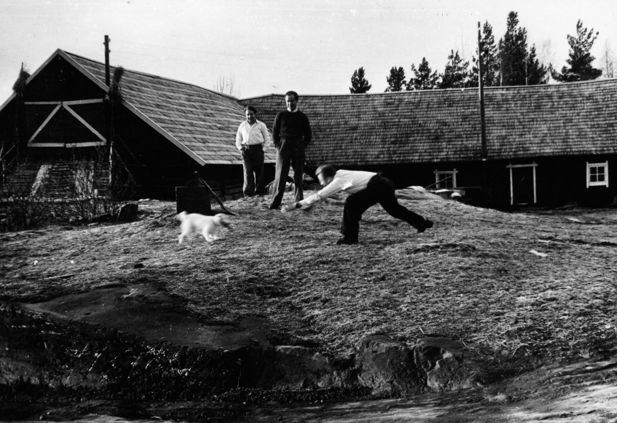 Brødrene Svein f.1922, Hans (1920-2001) og Magnus (1923-1983) leke med gardsterrieren framma gamlefjøset på garden, sammarn 1953. Låven ble rivi i 1953, "gamlefjøset" i 1994.