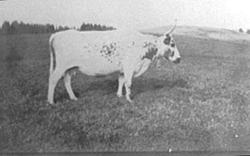 TELEMARKSKU, ÅLSTAD