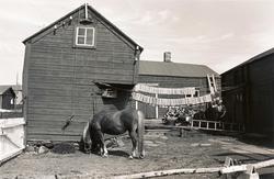 Alf Tuomainen på tunet i Tuomainengården 1977 med hest og te