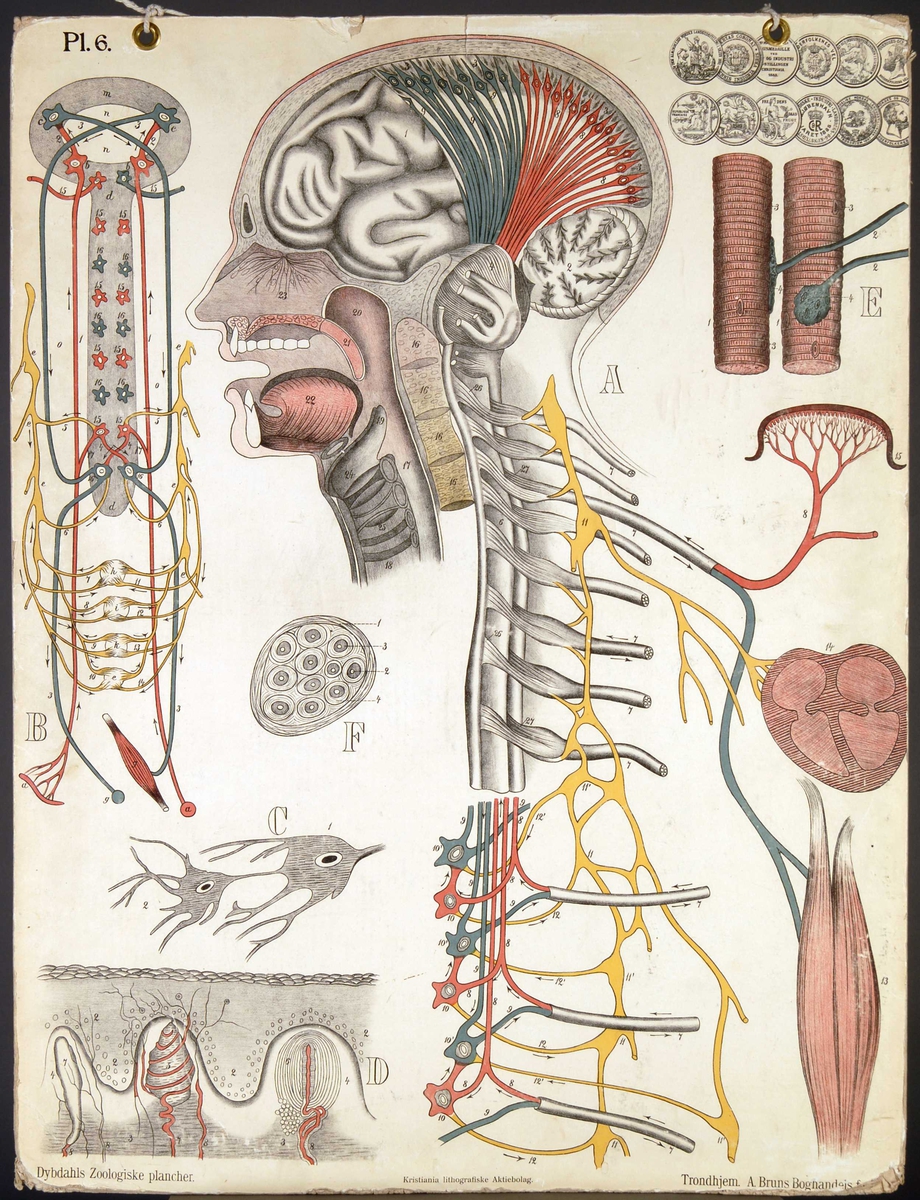 Fremstilling av menneskets nervesystem.