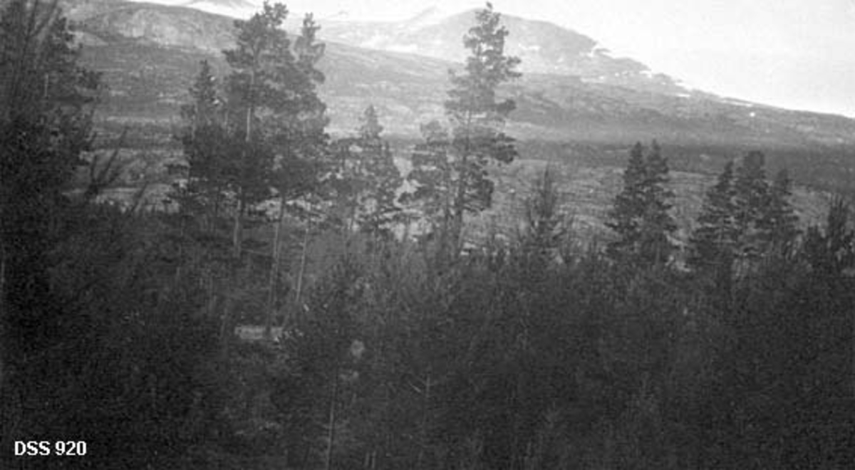 Utsikt over fjellskog i Saltdal statsskoger.  Fotografiet er tatt fra et høydedrag over en bakkekam med ung- og noe eldre furuskog mot et dalsøkk.  På motsatt side av dalen er det moer med spredt skog og lier opp mot fjellet på vestsida av dalføret. 