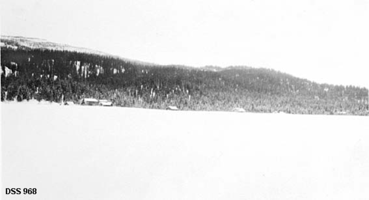 Nydyrkingsparseller på Storforsheimyra i Nord-Rana statsskoger.  I forgrunnen ei stor, flat og snødekt flate med hus i utkanten, mot en bakkekam med granskog. 