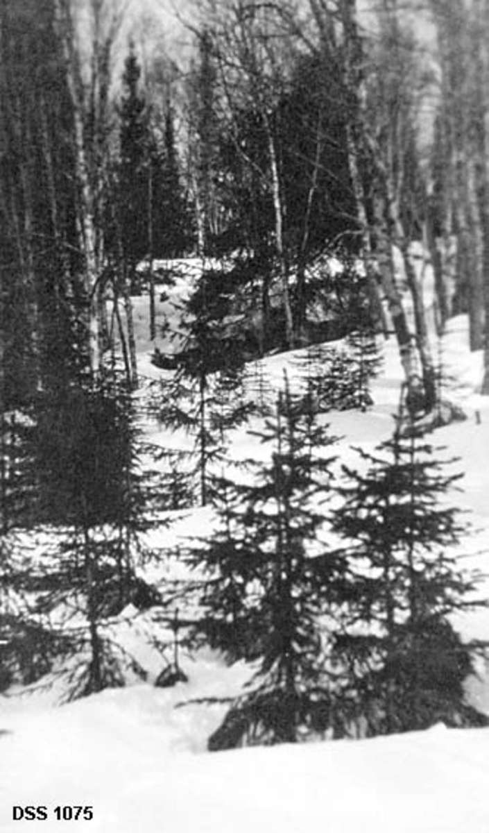 Snødekt mark med cirka 24 år gamle smågran og cirka 100 år gamle bjørketrær.  Fotografiet er fra Hattfjelldal statsskoger. 