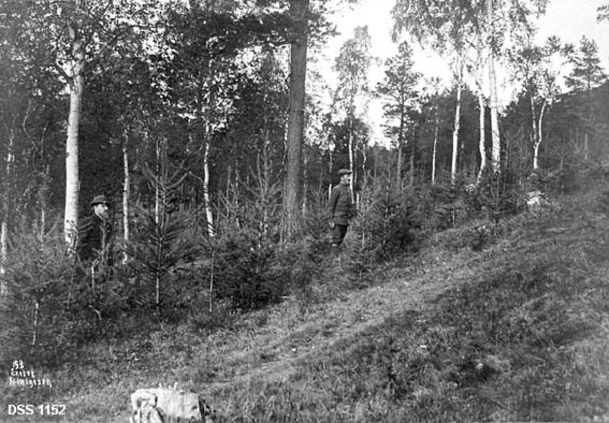 Skog på Kjeggmoen i Saltdal statsskog. Fotografiet er tatt fra en grasbegrodd bakke mot et skogbryn der det er plantet sibirsk lerk under ei stor furu og noen spredte bjørker.  To herrer står i det plantete bestandet. 