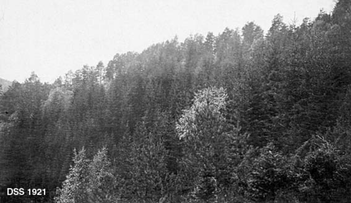 Landskapsbilde fra Hellebust skog i Flekke-komplekset i Nordfjord.  Bildet er tatt mot ei li der det står anslagsvis 30-40 år gamle grantrær i nokså tett bestand.  På bakkekammen bakenfor skimtes et mer "stedegent" bestand av furu ispedd bjørketrær. 