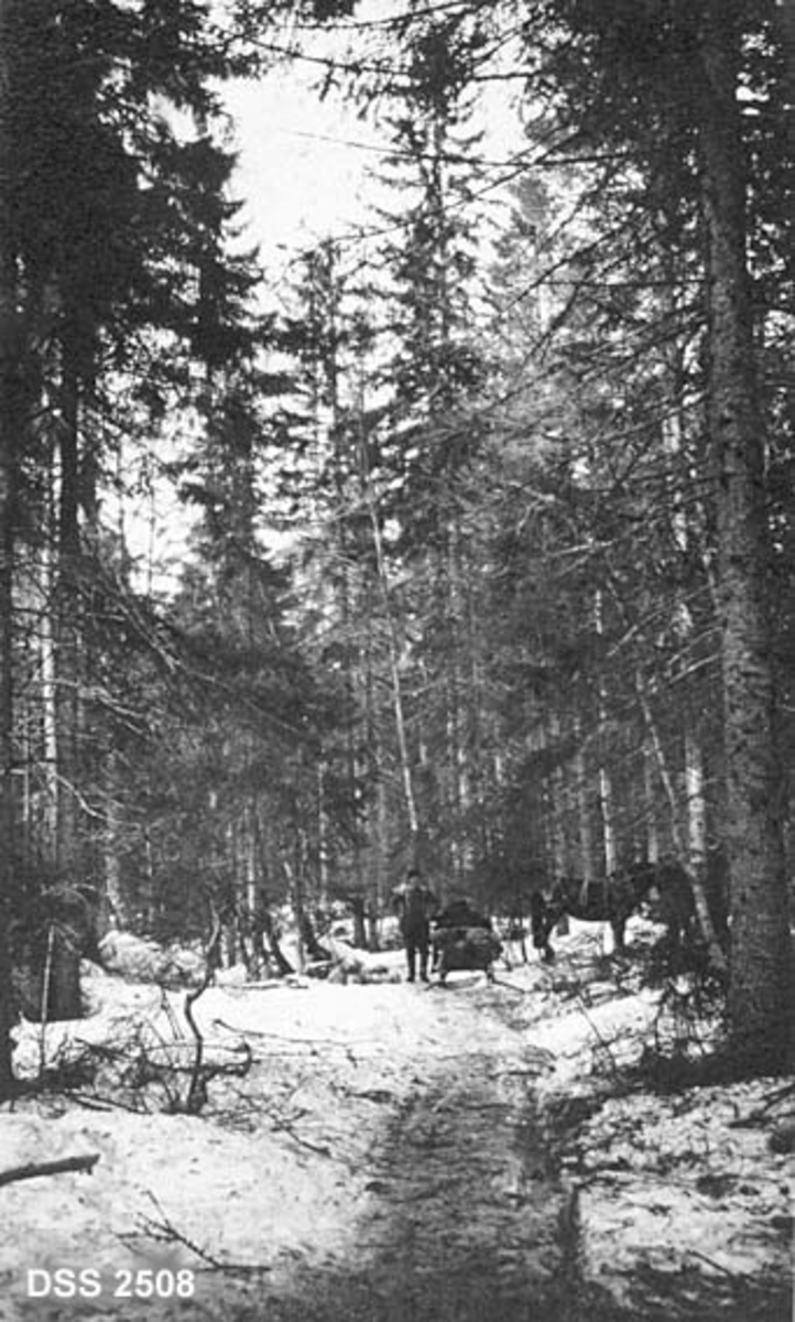 Vinterlig skogslandskap i Ramnes prestegårdsskog i Vestfold.  Granskog med innslag av bjørk, sledeveg, bredslede, mann og mørk hest i bakgrunnen
