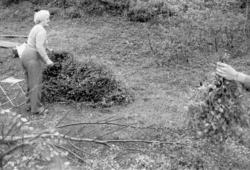 Paula Fjellheim fra Feragen kutter bjørkeris som skal legges