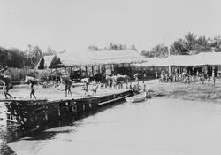 Mosambik. 1914. Sekker med kopra bæres på en brygge ut til l