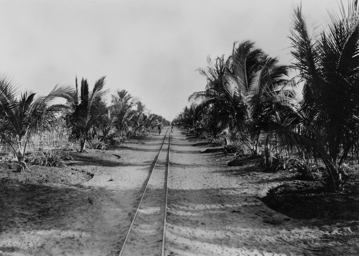 Mosambik 1914. Fra en av plantasjeselskapet Soc. du Madals kokospalme-plantasjer.