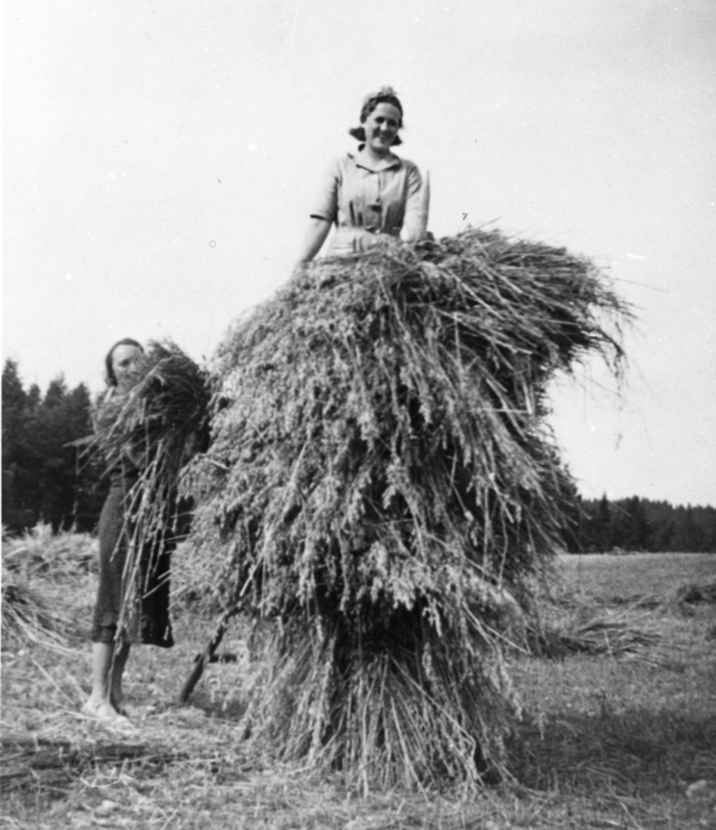 2 kvinner legger kornbånd til tørk.