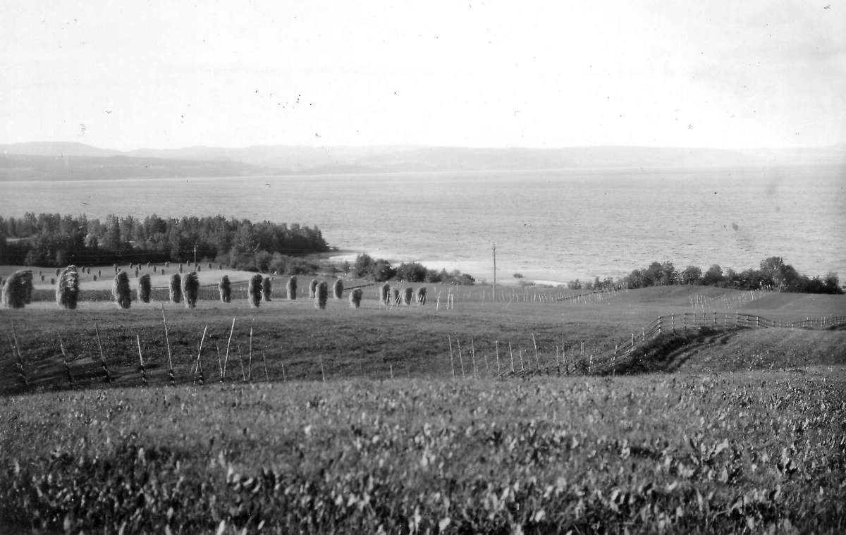 Svangstrand, Lier, Buskerud. 1930. Oversiktsbilde.  Dyrket landskap. Kornåkre med kornstaur. Skog. Holsfjorden i bakgrunnen.