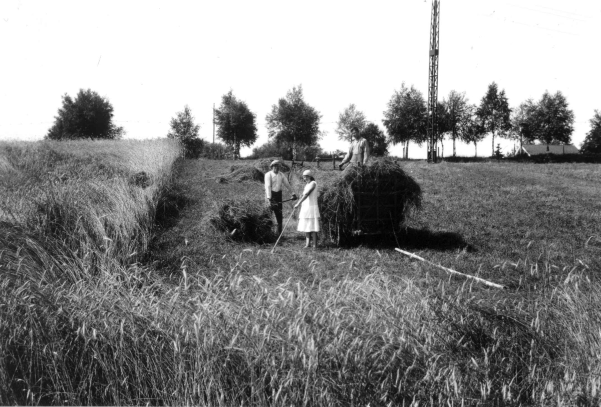 Høying, Østfold. 1930. To menn og en kvinne i gang med høylessing. Jorder.