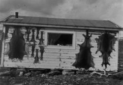 Spiling av rensdyrskinn på husvegg. Nordkapp 1972.