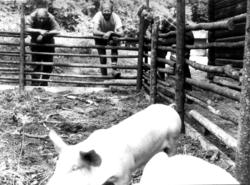 De første grisene er kommet til Norsk folkemuseum, juni 1988