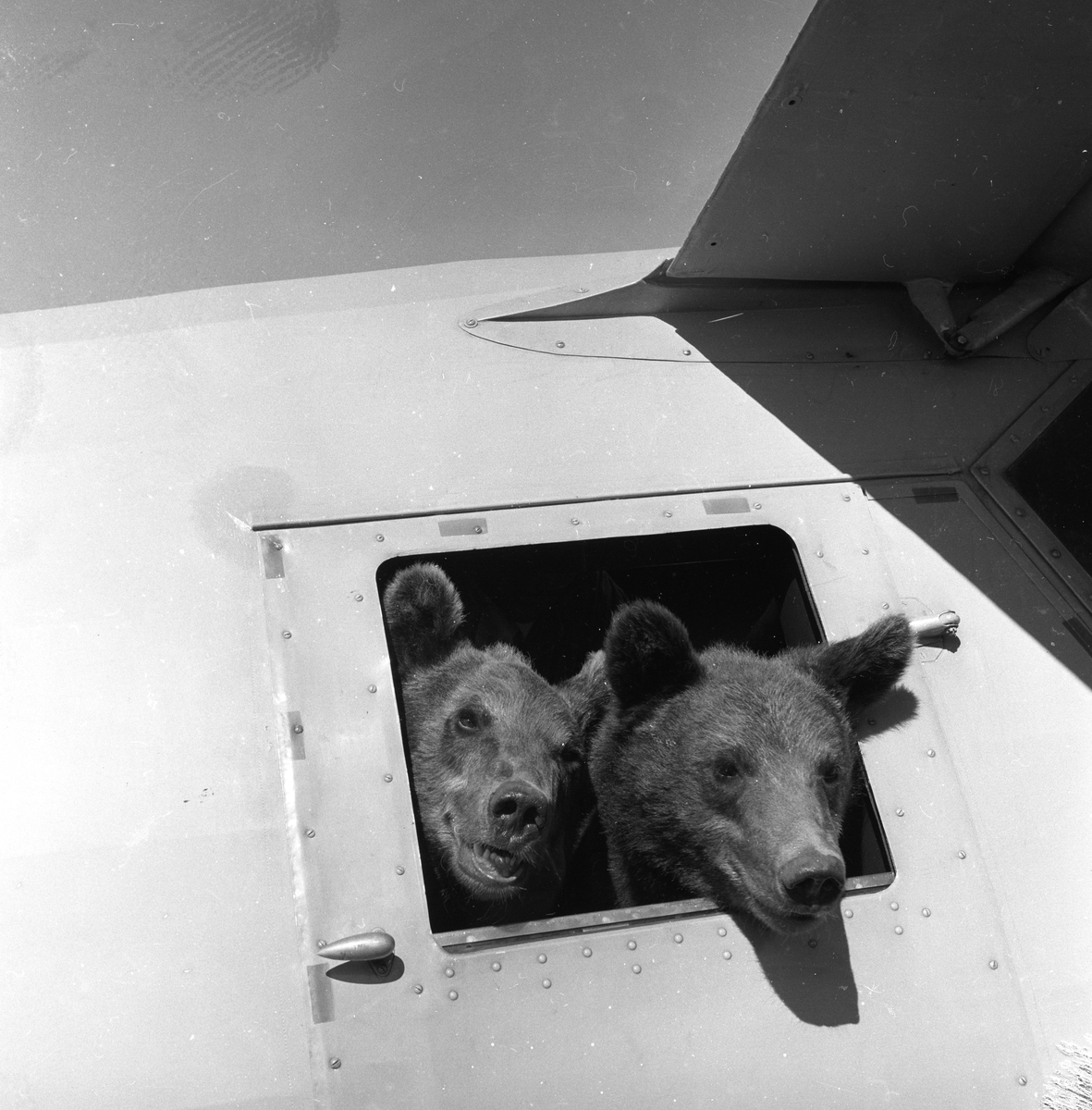 To bjørner i fly på Ekeberg.
Fotografert 1959.