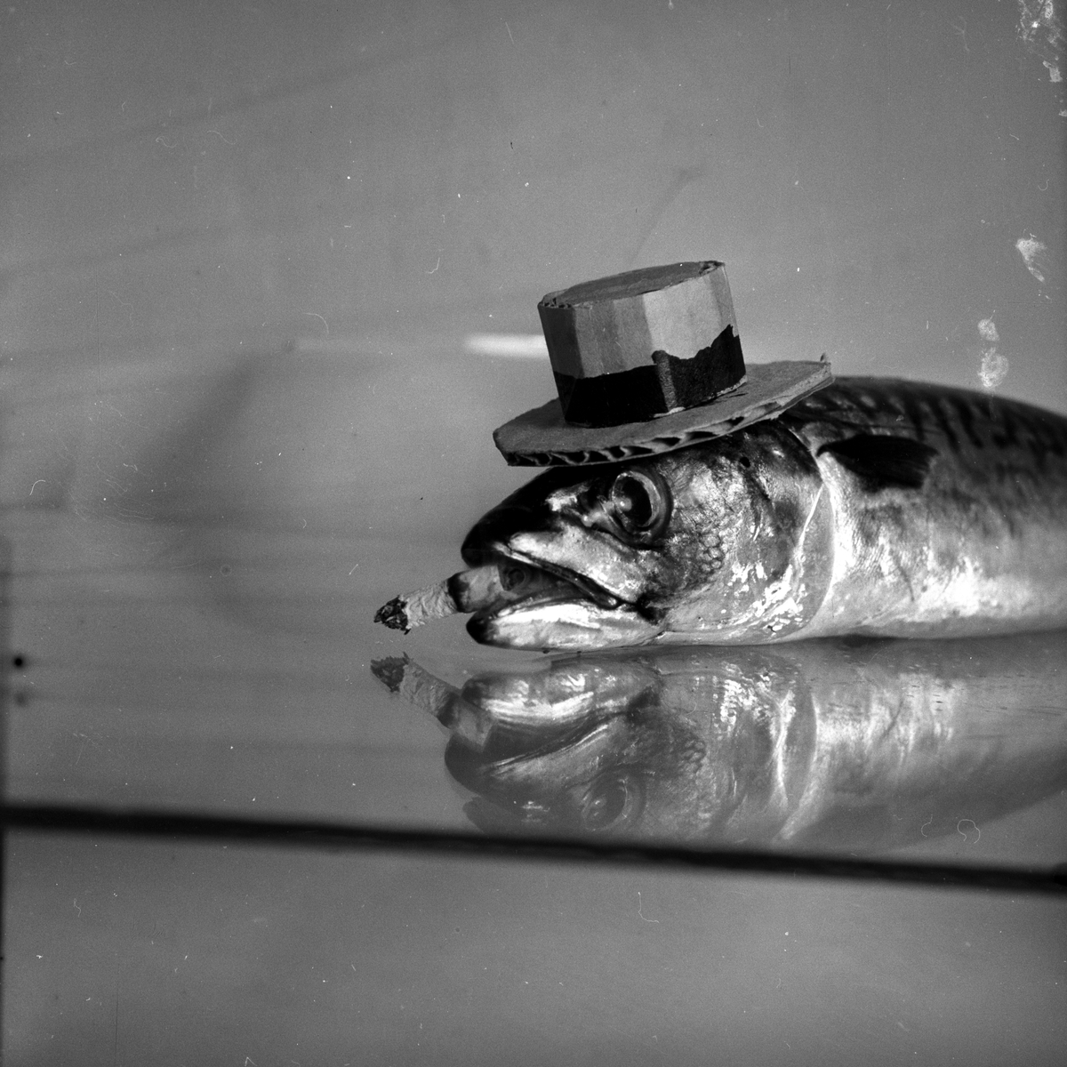 Mann som later som skal spise rå makrell.
Fotografert 1954.