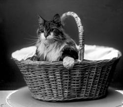 Portrett, katt i kurv.