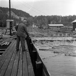 Tømmerfløting ved Fredrikstad, Østfold, 10.10.19659. Mann i 