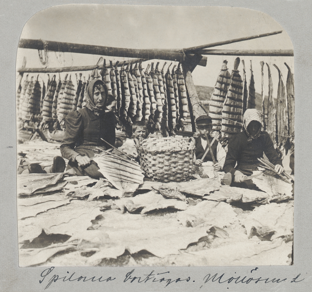 "Spilorna borttagas, Mollösund". Två kvinnor och en pojke tar ner fisk som hängt på tork.