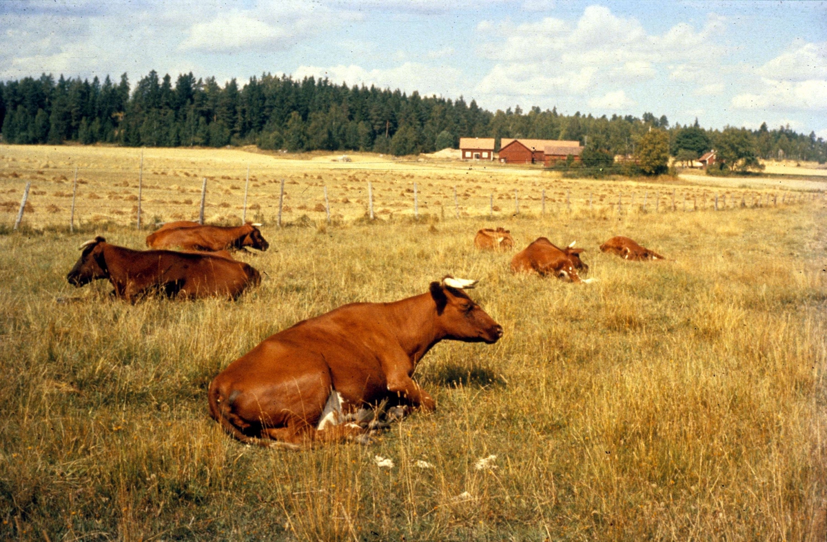Vy över hage med kor vid Grytbolsvägen i Grytbol, Funbo socken, Uppland 1959