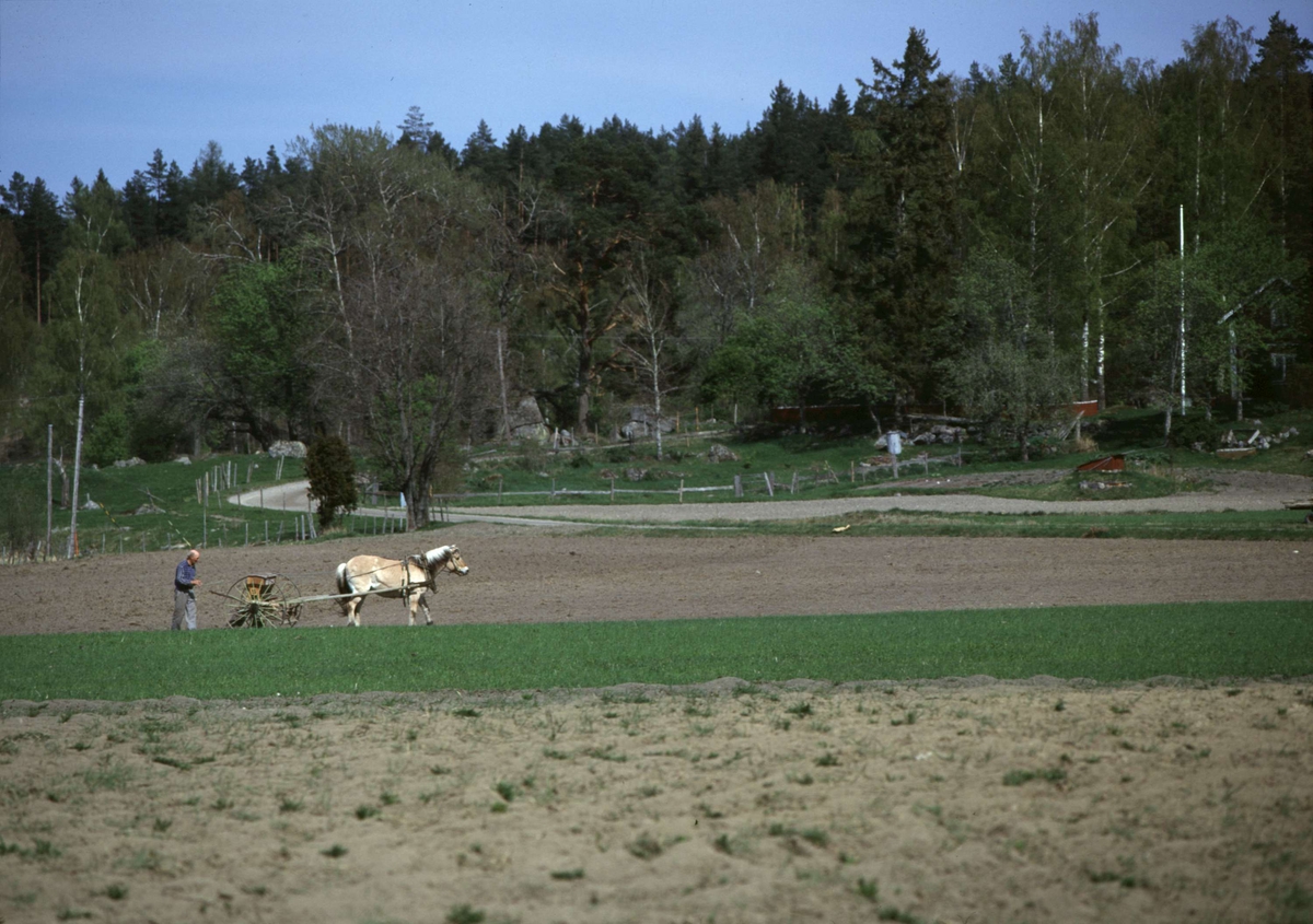 Vårsådd med såmaskin dragen av häst, gården Smultrongärde, Vendels socken, Uppland i maj 2000