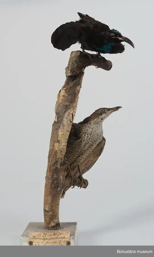 Grönfjällig sköldparadisfågel monterad på gren. Den nedre (UM003522) hona, den övre (UM003521) hane.

Gren fästad i vit sockel med etikett framtill.