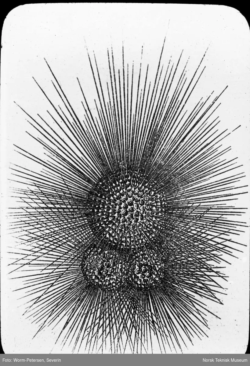 Illustrasjon av globigerina bulloides, stort forstørret