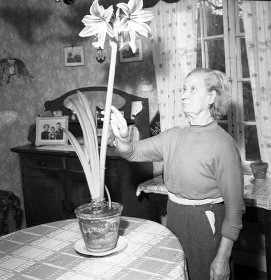 Charlotta Johansson med blommande amaryllis den 12 mars 1959