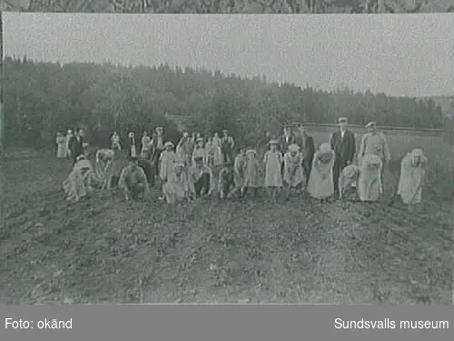 Rotsaksodlingar i Skönvik, nödåret 1917.