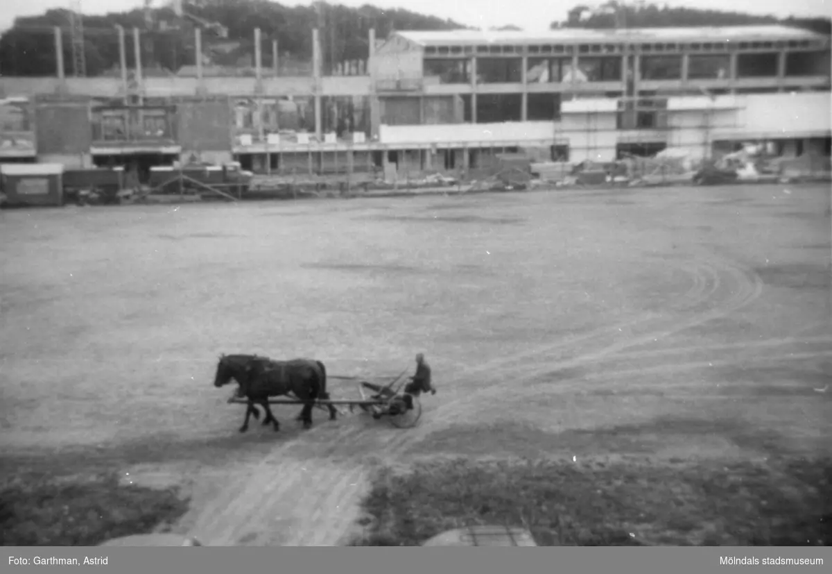 Idrottshuset (nuvarande Aktiviteten) under uppbyggnad. Stod färdigt 1965. Hästar med slåttermaskin passerar på Frejaplan.