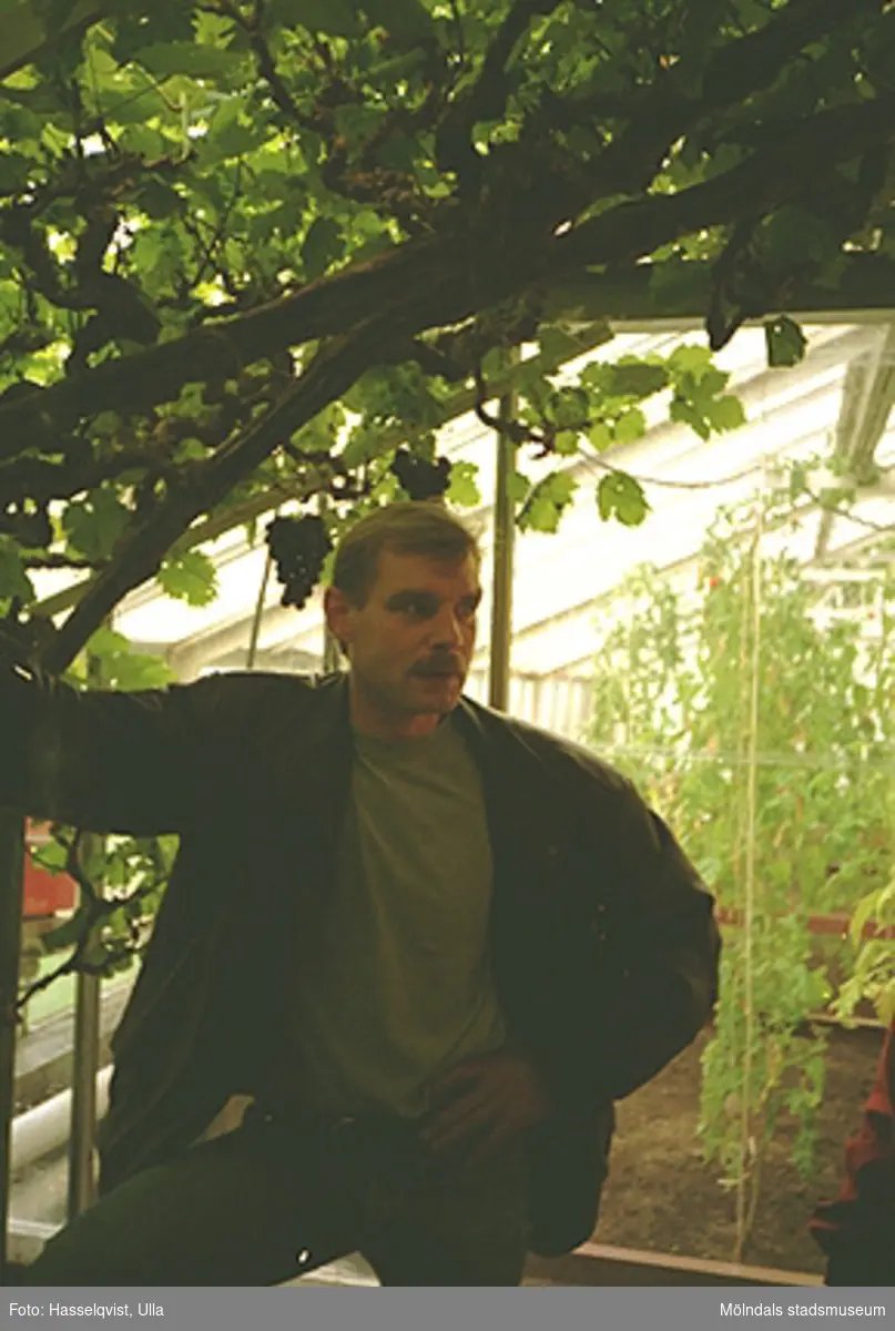 Papyrus trädgårdsmästare Urban Södergren står i ett växthus, september 1994.
"Wallenbergs druvor" i bakgrunden, Kvarnbygatan 2B.
