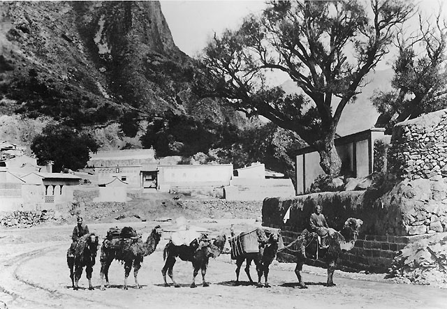 Postförande kamelkaravan på linjen Zhangjiakou (Kalgan), Kina - Ualan Bator (Urga), Mongoliet genom Gobiöknen.
