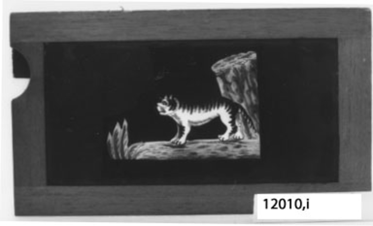 Glasbild till skioptikonappparat.målad glasskiva.Rektangulär träram med infattad glasskiva med motiv: Tiger som möter en krokodil.