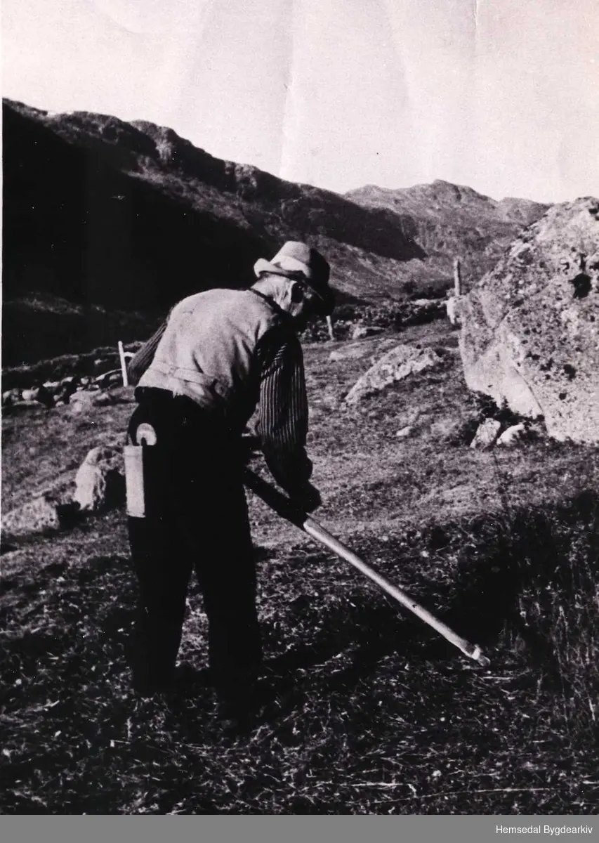 Fotografi av Nils Finset medan han slår gras i Hydalen gnr/bnr 71/1 med ljå (knagg)