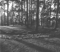 Arkeologi, gravhaug, park,