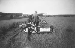 Havreåker skjæres med selvbinder (Aktiv) på "vest-jordet", n