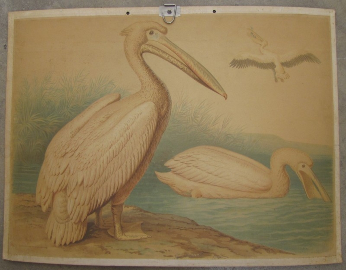 Pelikan - Pelicanus onocrotalus.