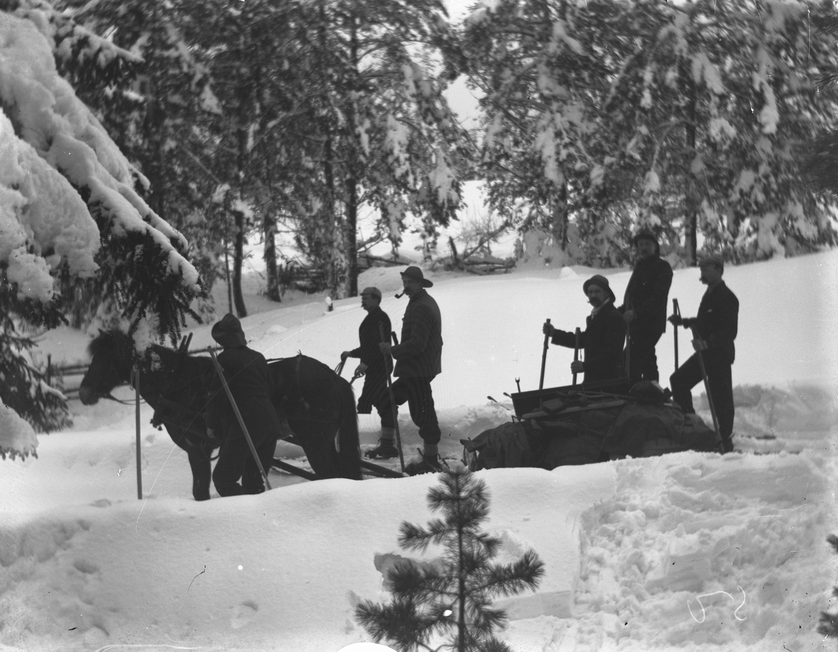 Hest og slede, seks menn i skog om vinteren