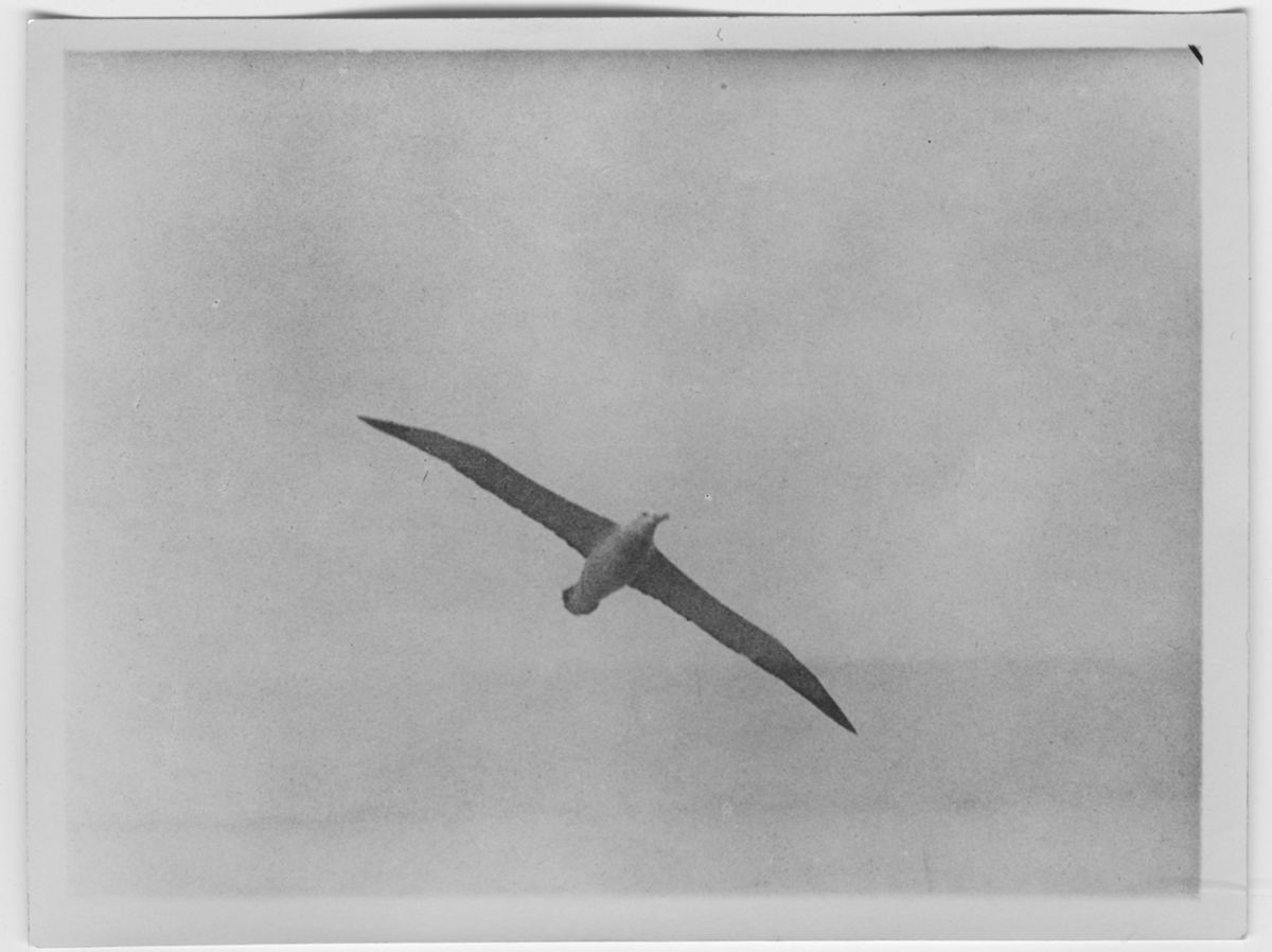 'Flygande albatross. Närbild. ::  :: Ingår i serie med fotonr. 2003-2011.'