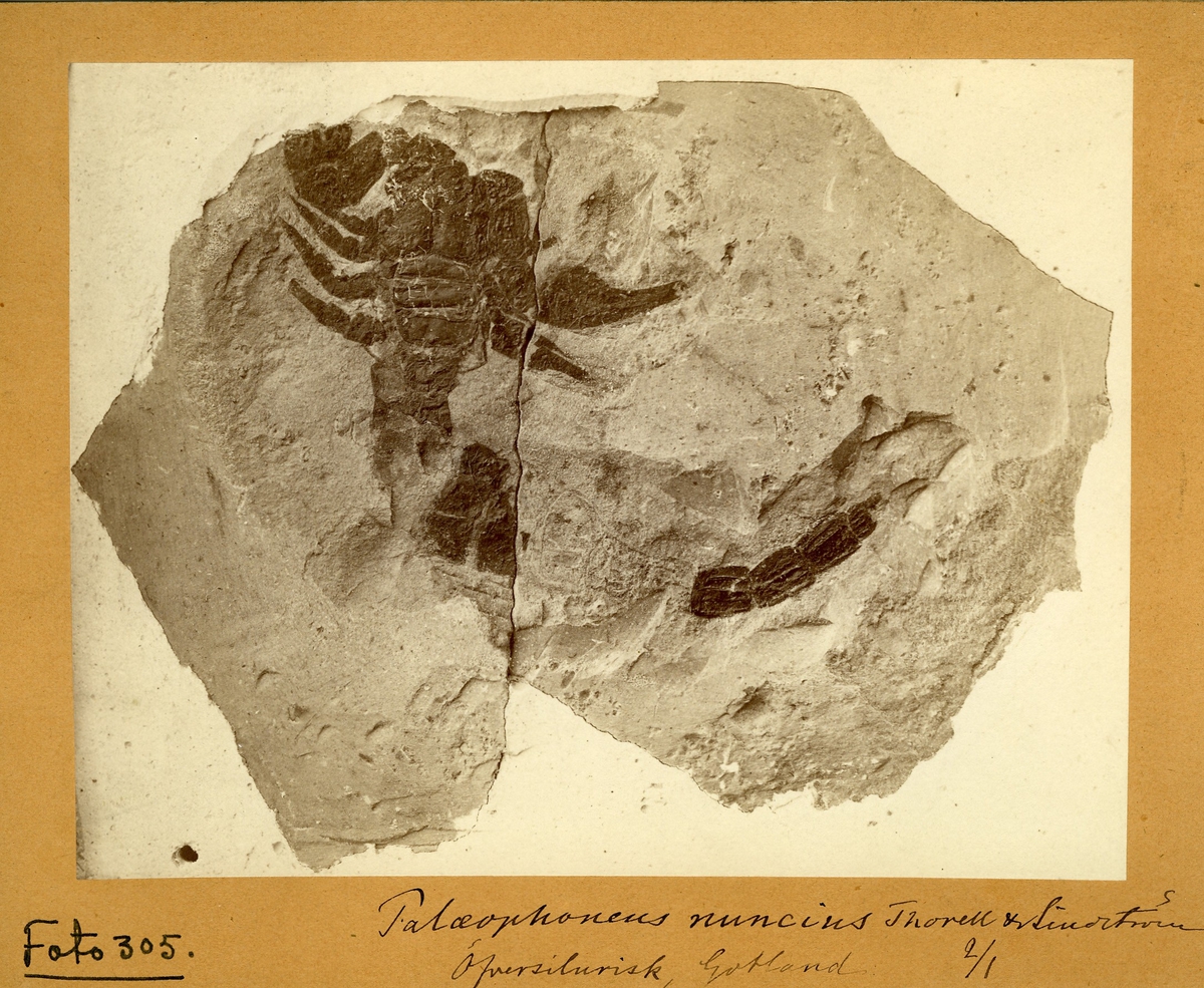 Fossil (skorpion) från översilurisk tid